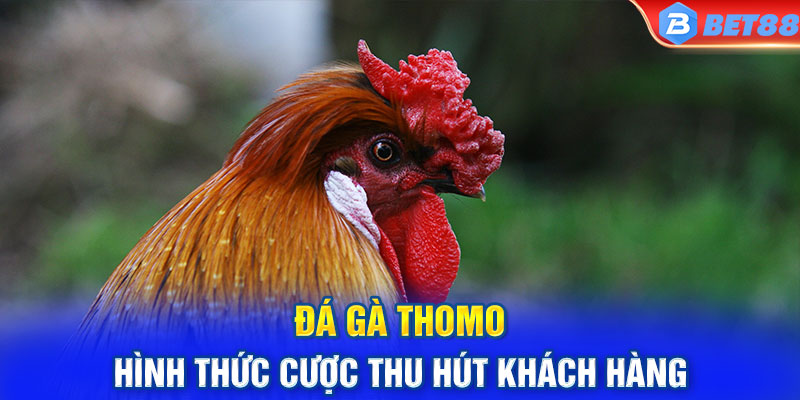 Đá gà Thomo BET88 - Hình thức cược thu hút khách hàng